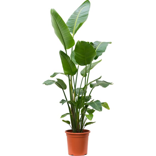 STRELICIJA NICOLAI L17