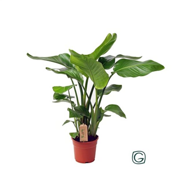 STRELICIJA NICOLAI L21