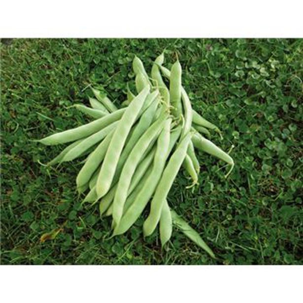 STROČNICA ROYAL SEEDS FIŽOL NIZKI MY ARIANA