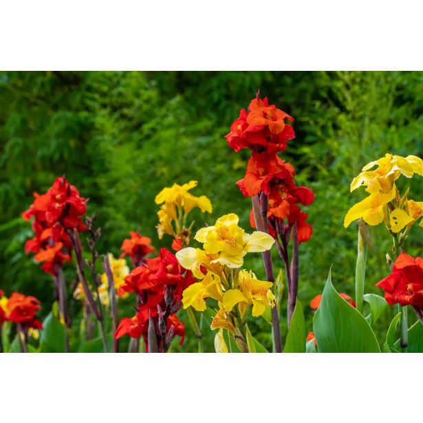 STRUKTURNA CVETOČA RASTL. KANA L12 CM