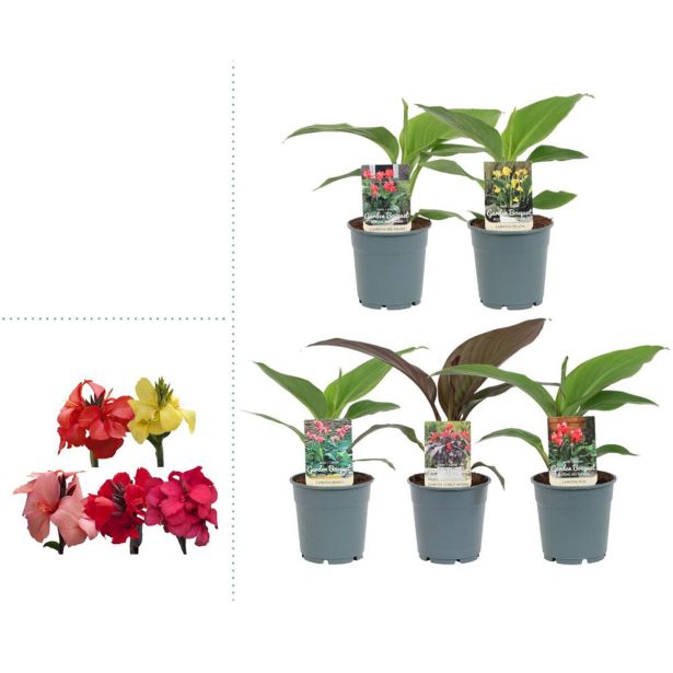 STRUKTURNA CVETOČA RASTL. KANA L12 CM