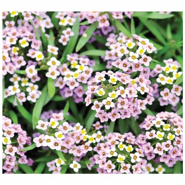 STRUKTURNA CVETOČA RASTL. VOLMARY LOBULARIA MARITIMA LUCIA WHITE COLOURS L12