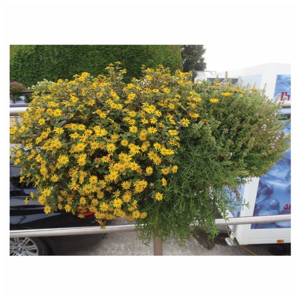 STRUKTURNA CVETOČA RASTL. VOLMARY SANVITALIA PROCUMBENS SOLARIS L12