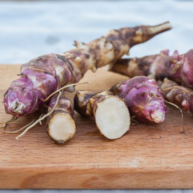 STRUKTURNA NECVETOČA RAS. VOLMARY IPOMEA BATATAS PAPAS L12