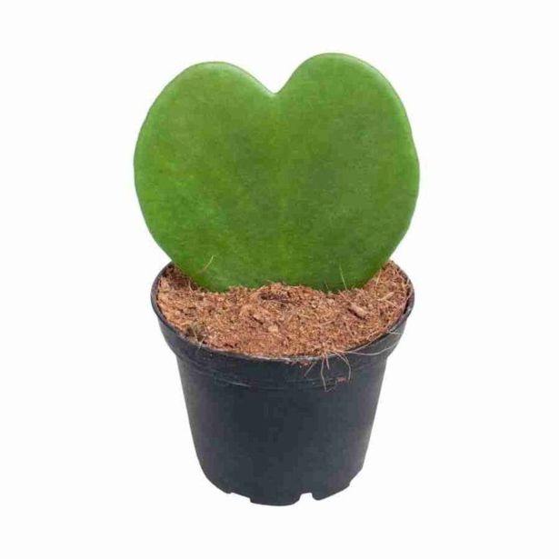 SUKULENT HOYA KERII L6