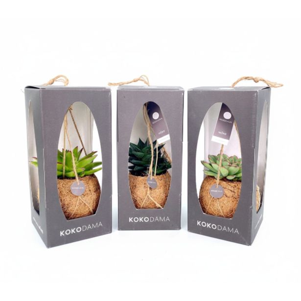 SUKULENT KOKODAMA V DARILNI ŠKATLI L12 CM