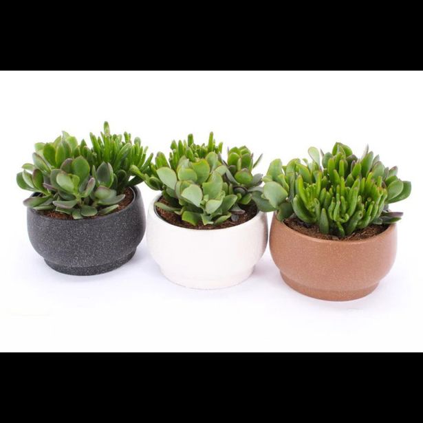 SUKULENT KRASULA V OKRASNI POSODI CHENNAI L15 CM