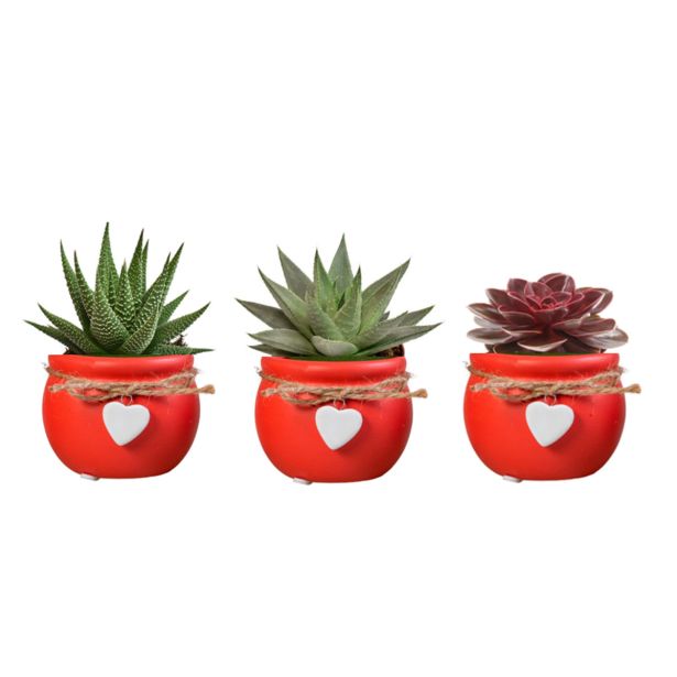 SUKULENT MIX OKRAS. LON. L6 CM