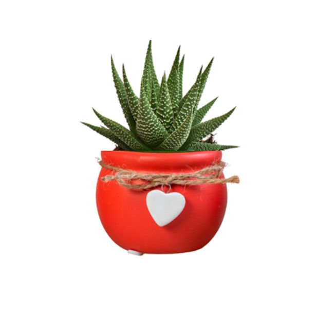 SUKULENT MIX OKRAS. LON. L6 CM