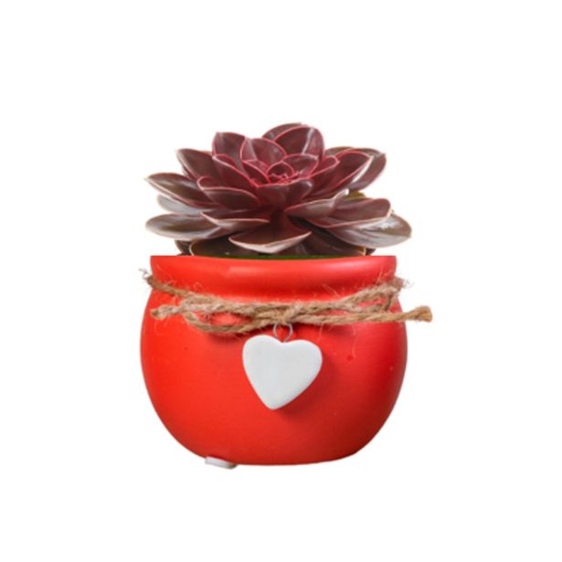 SUKULENT MIX OKRAS. LON. L6 CM