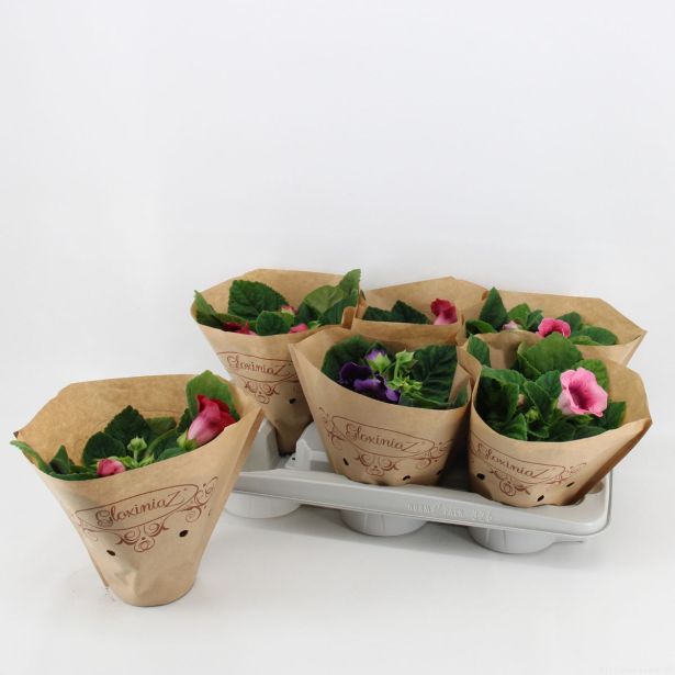 SUKULENT V OKRASNI POSODI CHENNAI L15 CM