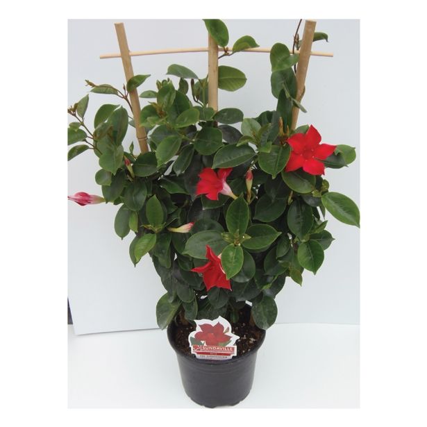 SUNDEVILLA MIX L12 BELA, ROZA, RDEČA, PINK