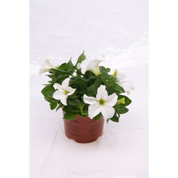 SURFINIJA SURFINIA L10