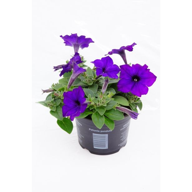 SURFINIJA SURFINIA L10