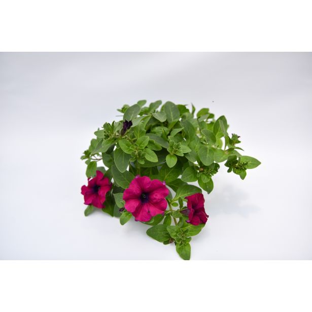 SURFINIJA SURFINIA L10