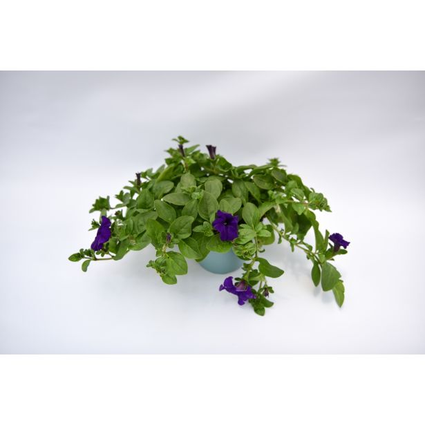 SURFINIJA SURFINIA L10