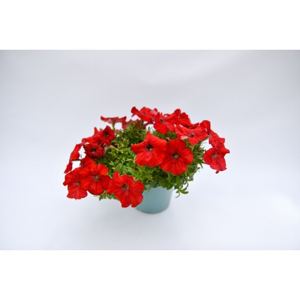 SURFINIJA SURFINIA L10