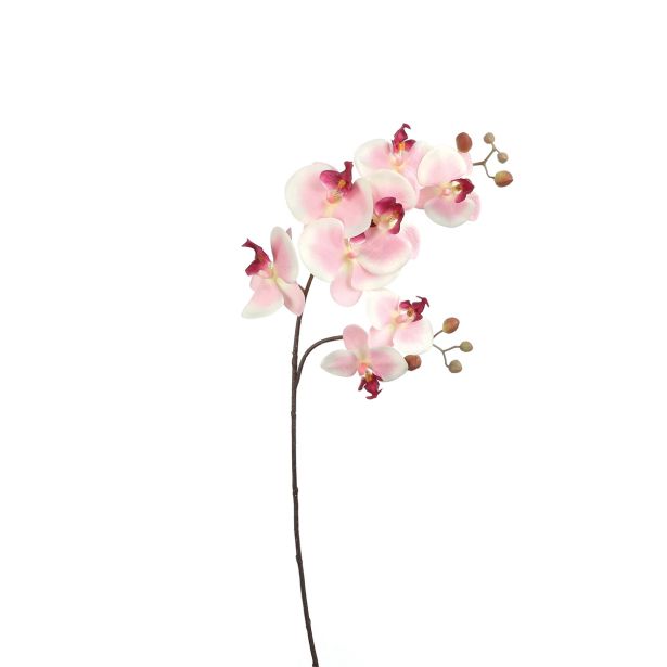 PHALAENOPSIS ROZA - 87CM