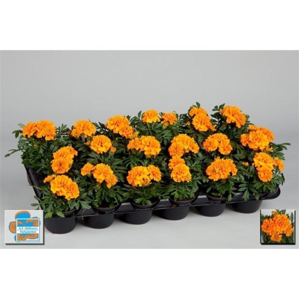 SEZONSKA RASTLINA TAGETES DROBNOCVETNI MIX L9