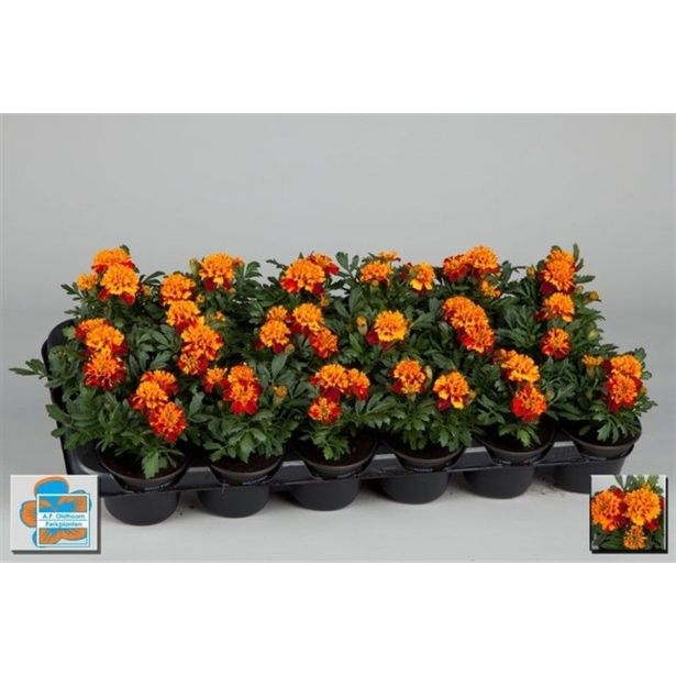 SEZONSKA RASTLINA TAGETES DROBNOCVETNI MIX L9