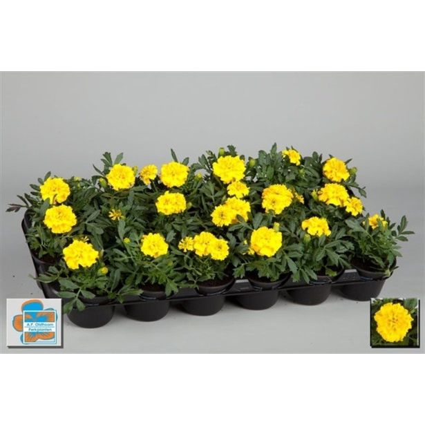 SEZONSKA RASTLINA TAGETES DROBNOCVETNI MIX L9