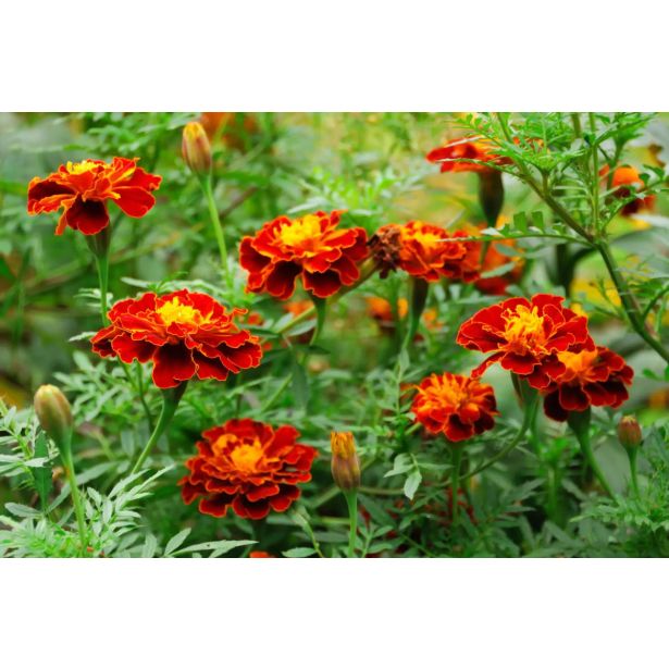 TAGETES DROBNOCVETNI MIX PATULA L9