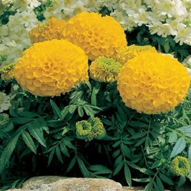 SEZONSKA RASTLINA TAGETES VELIKOCVETNI MIX L9