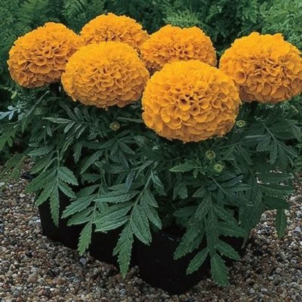 SEZONSKA RASTLINA TAGETES VELIKOCVETNI MIX L9