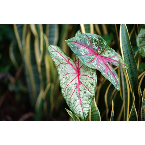 KALADIJ TAPESTRY L13