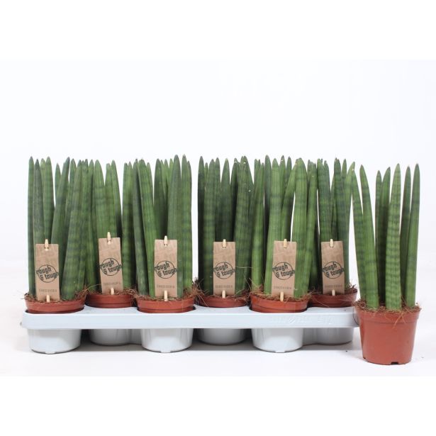 TAŠČIN JEZIK CYLINDRICA L10