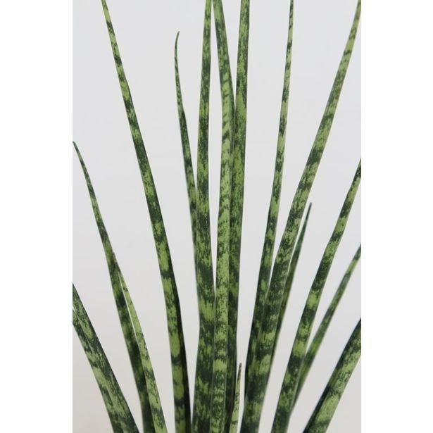 TAŠČIN JEZIK FERNWOOD L12