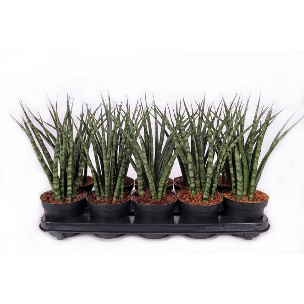 TAŠČIN JEZIK FERNWOOD L12