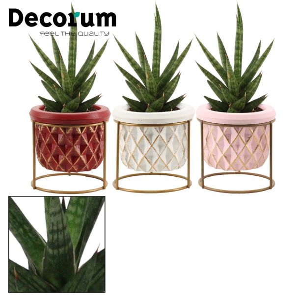 TAŠČIN JEZIK V OKRASNEM LONCU L6