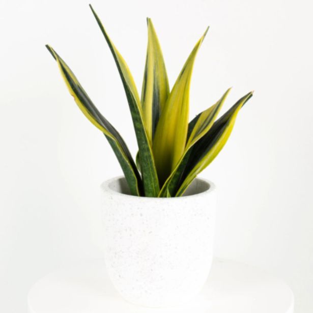 TAŠČIN JEZIK YELLOWSTONE L14 CM