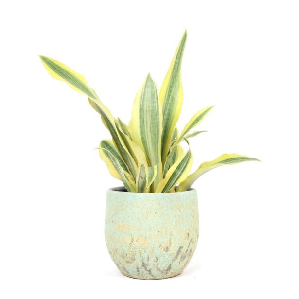 TAŠČIN JEZIK YELLOWSTONE L14 CM