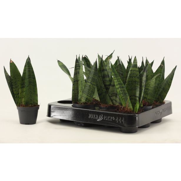 TAŠČIN JEZIK ZEYLANICA L6