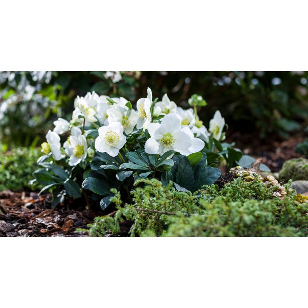 TELOH HELLEBORUS NIGER CHRISTMAS CAROL L17 CM