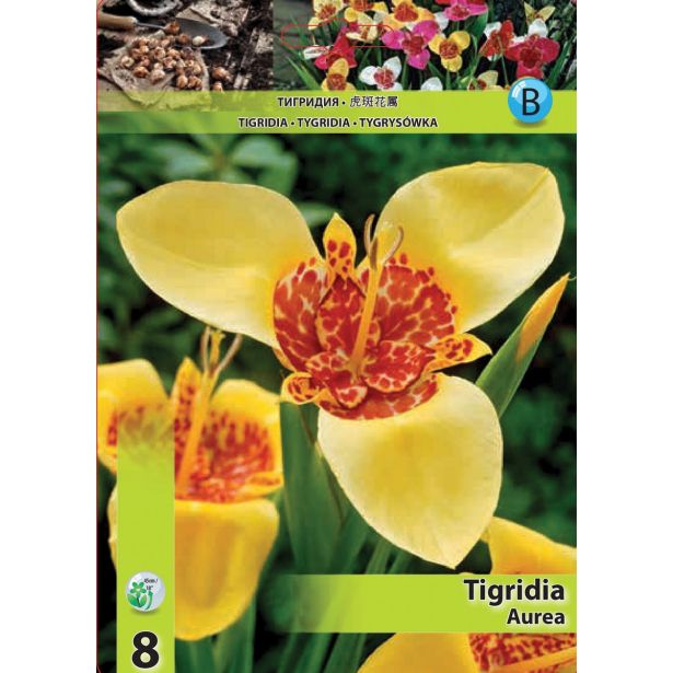 POLETI CVETOČA ČEBULICA HOLLAND BULB MARKET TIGRIDIA PAVONIA AUREA