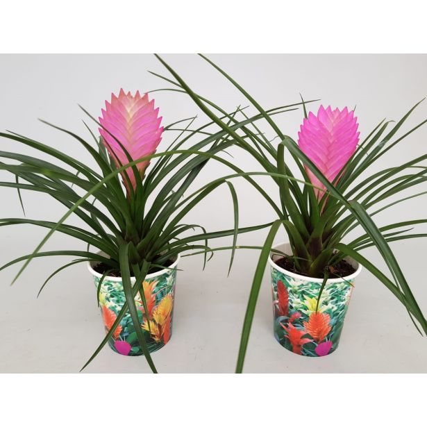 TILANCIJA V OKRASNEM LONCU L10