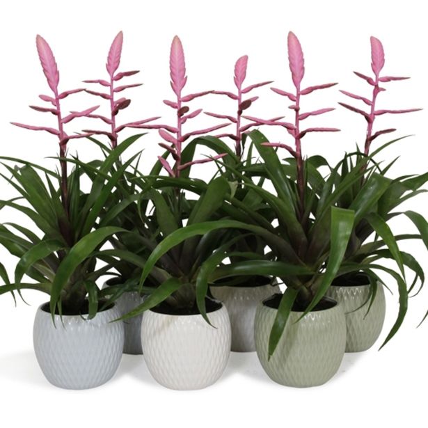 TILANCIJA V OKRASNEM LONCU L12