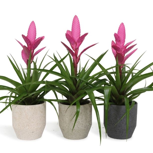 TILANCIJA V OKRASNEM LONCU L13