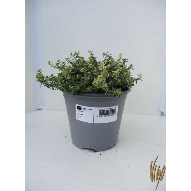 TIMIJAN CITRIODORA AUREA L14