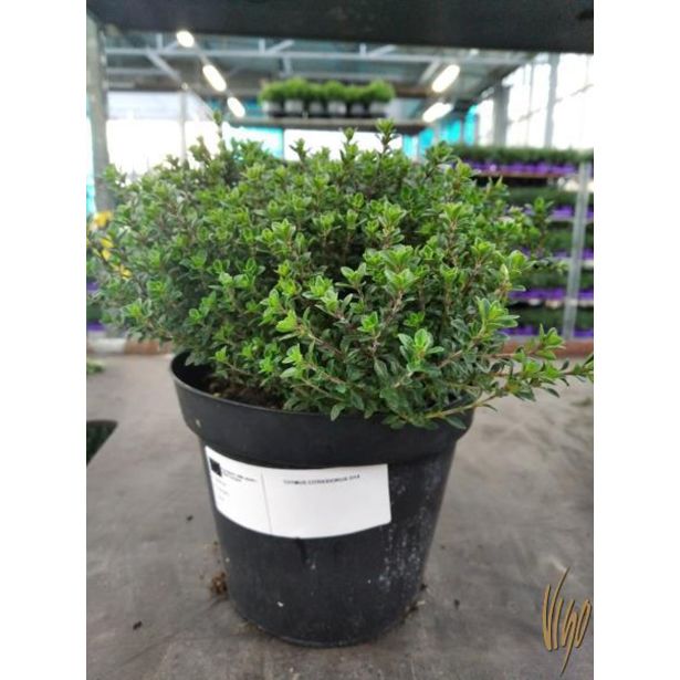 TIMIJAN CITRIODORA L14