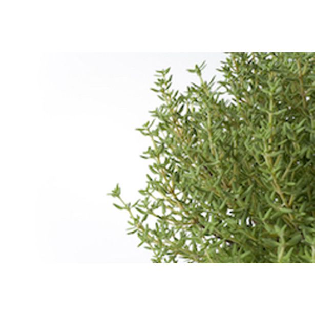 TIMIJAN L10 CM L10 CM