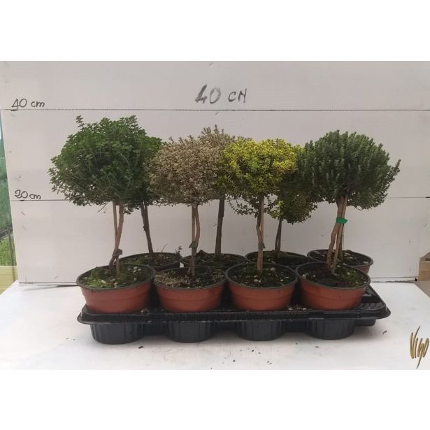 TIMIJAN MIX NA STEBLU L14