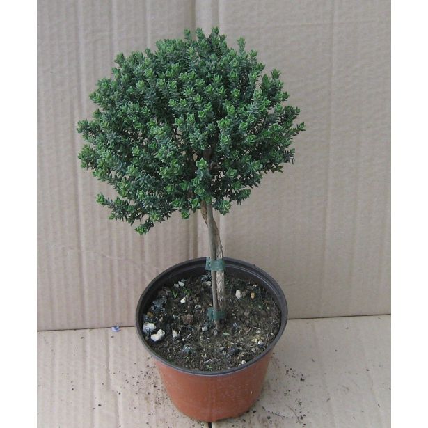 TIMIJAN NA STEBLU L14