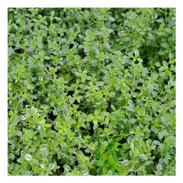 TIMIJAN VOLMARY SREBRNI CITRONSKI L12 SILVER QUEEN