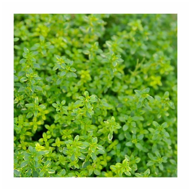 TIMIJAN VOLMARY ZLATI CITRONSKI MYSTIC LEMON L12