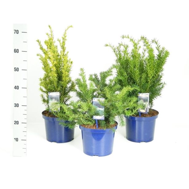 IGLAVEC TISA MIX L23