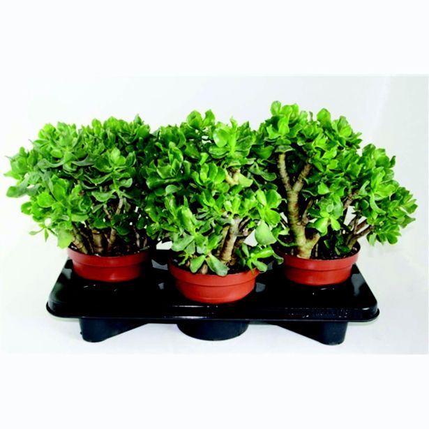 KRASULA TOLŠČICA L17